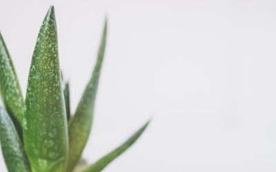 Aloe for Gut Health: Does it Work?