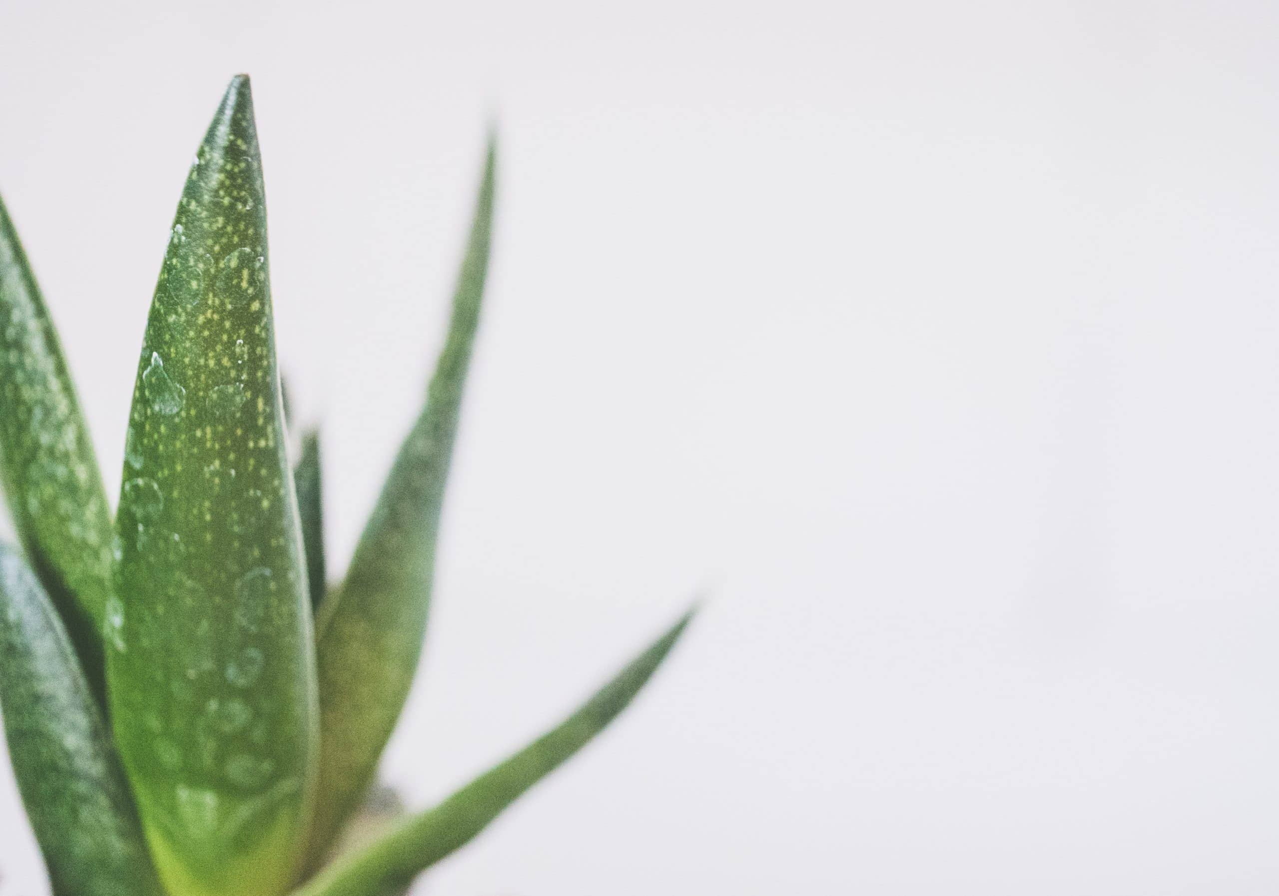 aloe for gut health