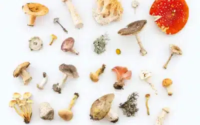 Unlocking the Potential of Edible Mushrooms for Gut Health