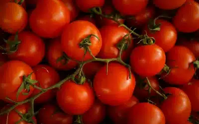 Are Tomatoes Good for Gut Health?