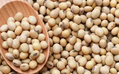 Is Soy Bad for Your Gut? The Scientific Truth Unveiled