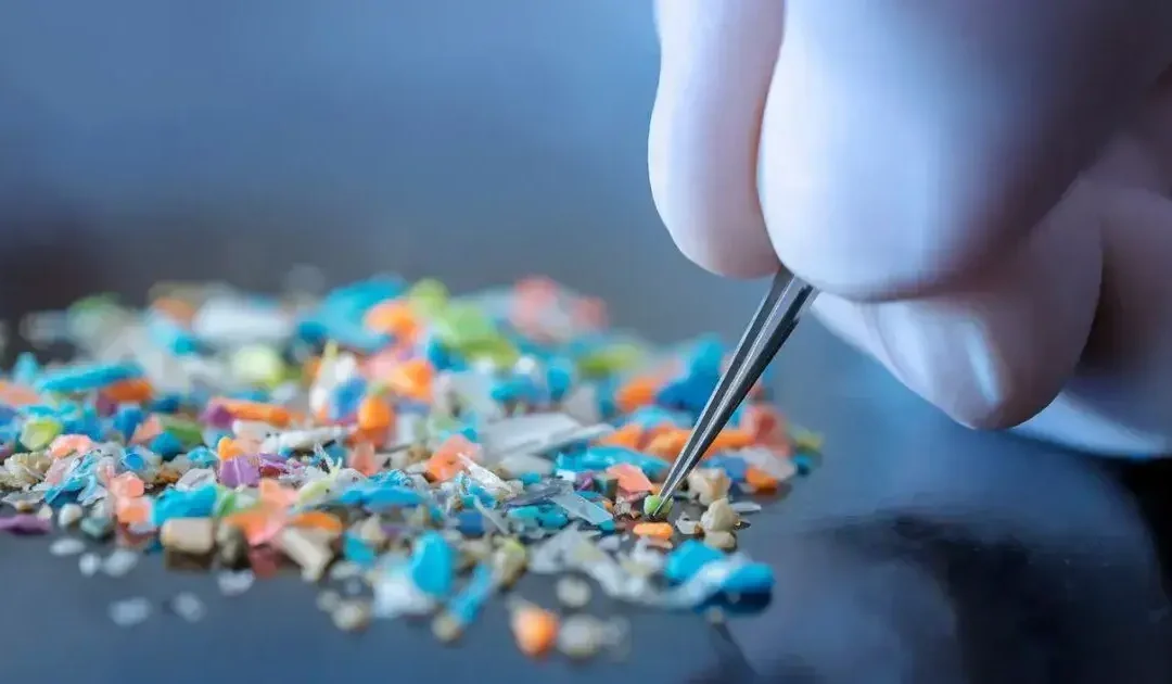 Understanding the Effects of Microplastics on Gut Health: What You Need to Know
