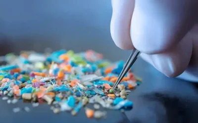 Understanding the Effects of Microplastics on Gut Health: What You Need to Know