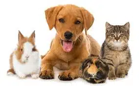 How Pets Enhance Our Gut Microbiome Health: The Surprising Connection Understanding the Gut Microbiome and Its Importance