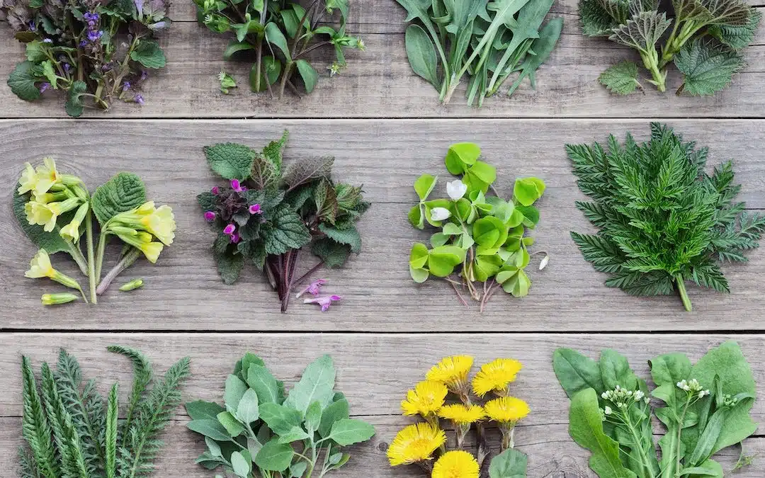 Boost Gut Health: Why Eating 30 Plants a Week Works