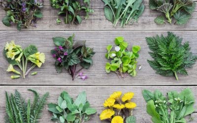 Boost Gut Health: Why Eating 30 Plants a Week Works
