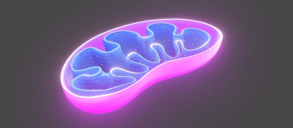 Understanding the Gut-Mitochondrial Axis: Unlocking the Secrets to Optimal Health